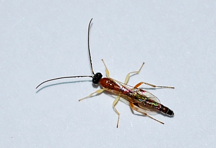 Icneumonide maschio da determinare: prob. Tromatobia sp.